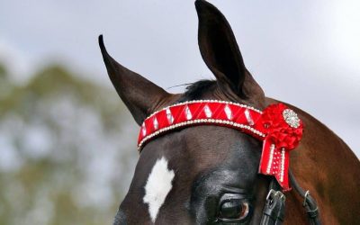 Choosing the Perfect Browband