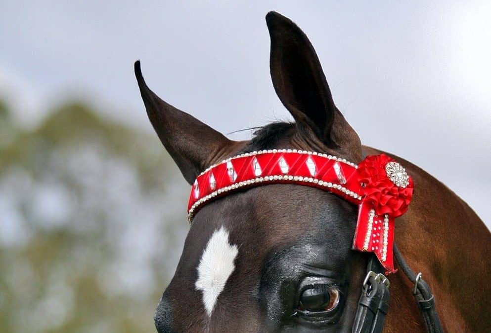 Choosing the Perfect Browband