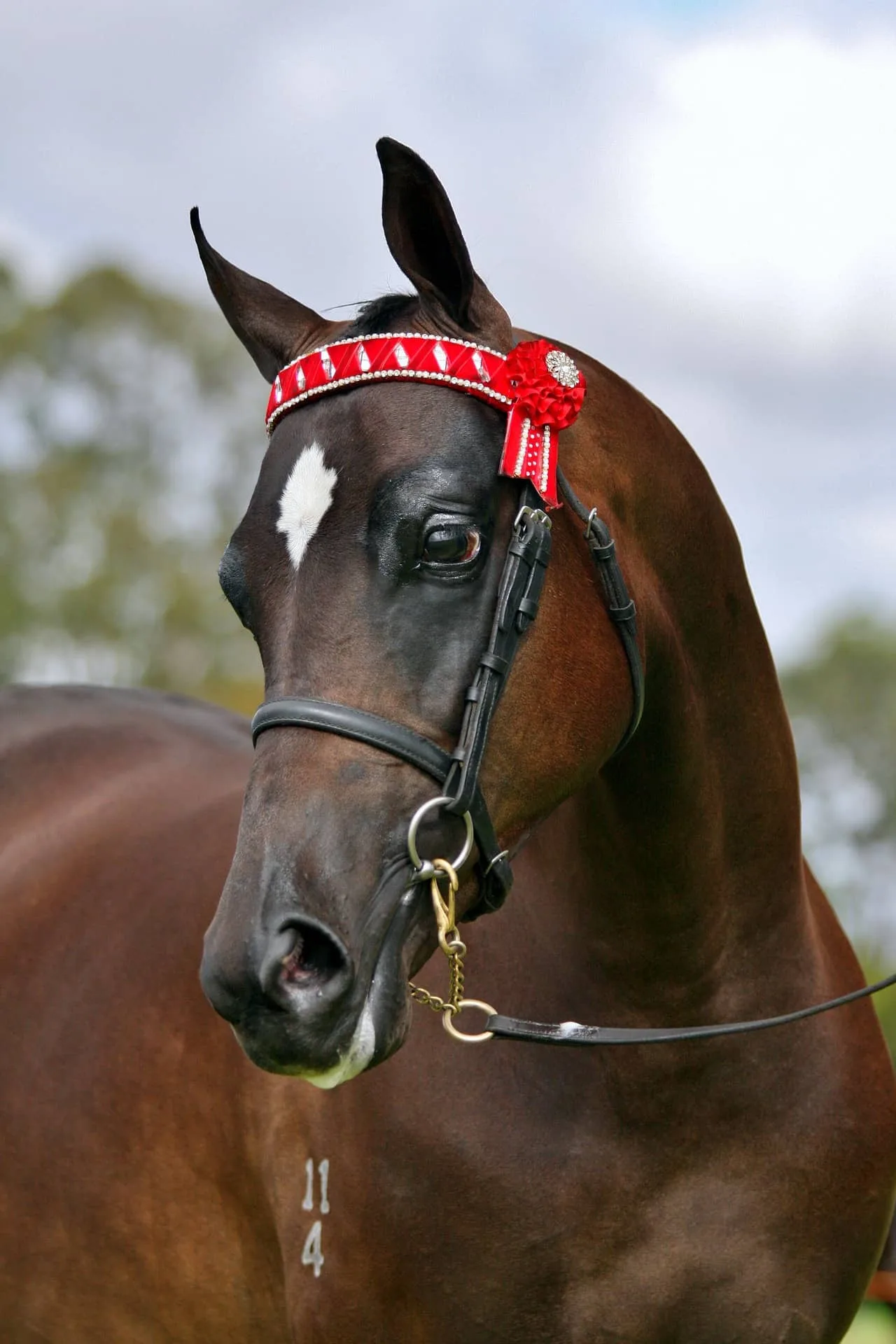 cover-horse